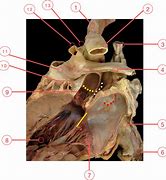 Image result for Dental Root Anatomy