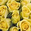 Image result for Flower Meanings Yellow Roses