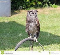 Image result for Owl Perch