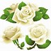 Image result for White Rose Transparent