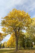 Image result for Tree with Large Yellow Leaves in Fall