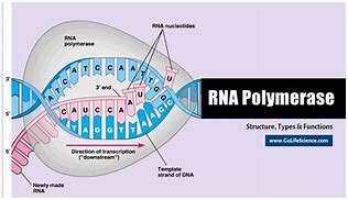 Image result for RNA Polymerase in Transcription