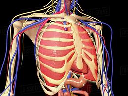 Image result for Rib Cage Lungs Anatomy