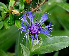 Image result for Blue Flower On Tree in UK