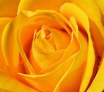 Image result for Bright Yellow Roses