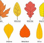 Image result for Leaves with Names