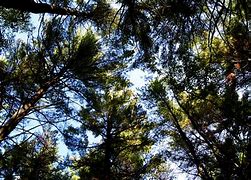 Image result for Earth with Tree On Top