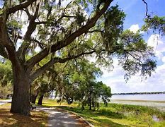 Image result for FL Oak Trees