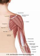 Image result for Posterior View Bones Arm