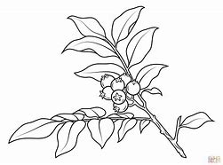 Image result for Coloring Page of Branch