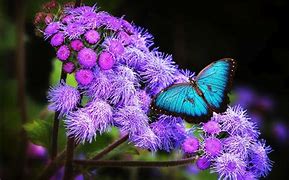 Image result for Logo with Blue Rose and Butterfly