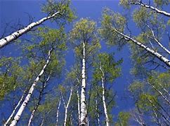 Image result for Aspen Forest Sillohette