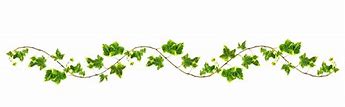 Image result for Vine Leaves Drawing