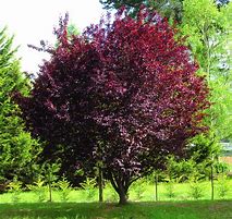 Image result for Red-Leafed Cherry Tree