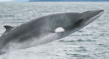 Image result for Minke Whale UK