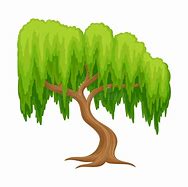 Image result for Willow Tree Branch Illustration