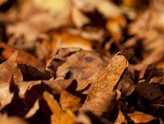 Image result for Brown Leaves Background