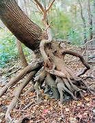 Image result for Tree with Roots and Branches