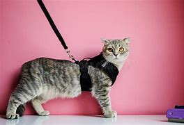 Image result for Cat On Leash Clip Art