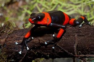 Image result for Red Black Frog