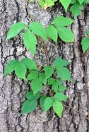 Image result for Poison Ivy Vine Growing Up a Tree