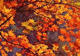 Image result for Fall Leaves Neutral Wallpaper