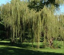 Image result for Dwarf Weeping Redbud Tree