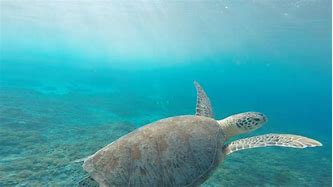 Image result for Sea Turtle Front View