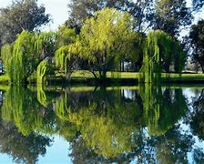 Image result for Willow Tree in French