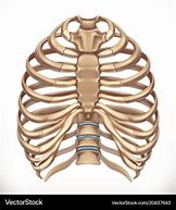 Image result for Human Skeleton Rib Cage Diagram