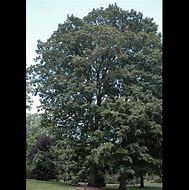 Image result for 500 Gallon Red Oak Tree