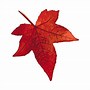 Image result for Leaf Pics No Background