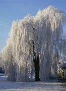 Image result for Weeping Willow Tree Texture