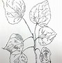 Image result for Tree Branch Pencil Drawing