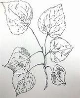 Image result for Tree Branch with Leaves Drawing