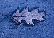 Image result for Oak Leaf Design