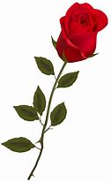 Image result for Pi Cof Long Stem Single Rose