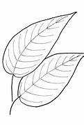 Image result for Elm Leaf Template