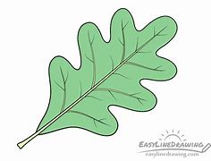 Image result for Maple Leaf Drawing Outline