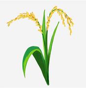 Image result for Rice Plant Clip Art