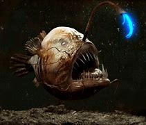 Image result for Angler Fish Photos