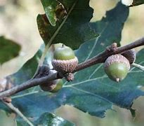 Image result for Post Oak Leaf Designs