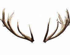 Image result for Stag Horns