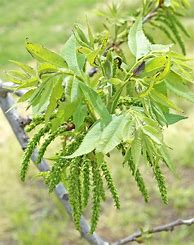 Image result for Pecan Tree Blooms