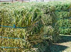 Image result for Alfalfa Hay Bales