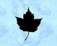 Image result for Maple Leaf Decal