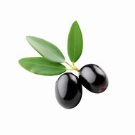 Image result for Olive Branch with Black Background