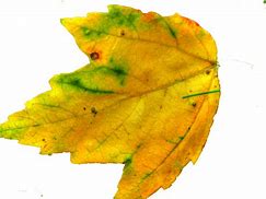 Image result for Autumn Leaf Black and White