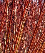 Image result for Salix Babylonica Weeping Willow