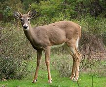 Image result for Deer Vored by T-Rex